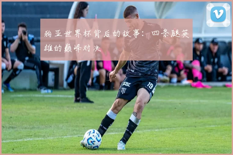 狗亚世界杯背后的故事：四条腿英雄的巅峰对决